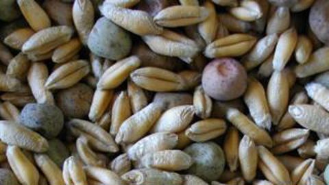 Triticale et féverole.C’est l’un des mélanges de céréale et protéagineux retenu par le programme bio bas-normand Reine Mathilde pour produire un ­concentré plus riche en protéines. Le 7 juin, à Tracy-Bocage (Calvados), le bilan de huit années sur l’autonomie alimentaire sera présenté. Thierry Métivier